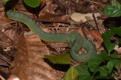Xenodon werneri