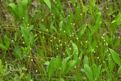 Eleocharis elliptica