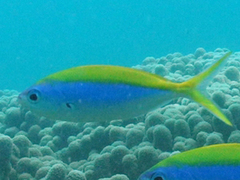 Caesio xanthonota