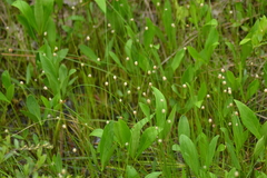 Eleocharis elliptica