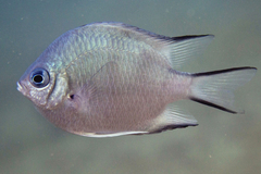 Amblyglyphidodon indicus
