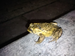 Incilius bocourti