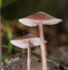 Mycena vinacea