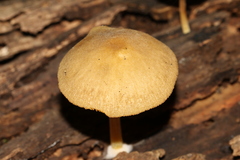 Pluteus hubregtseorum