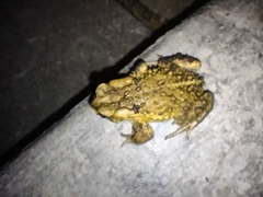 Incilius bocourti