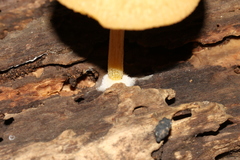 Pluteus hubregtseorum