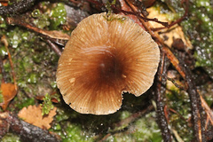 Trogia straminea