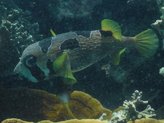Diodon liturosus