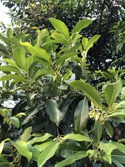 Diospyros nigra