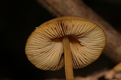 Pluteus hubregtseorum
