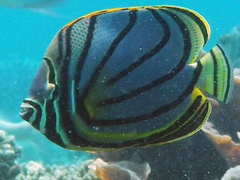 Chaetodon meyeri