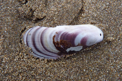 Brachidontes rodriguezii