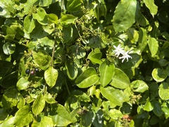 Jasminum dichotomum