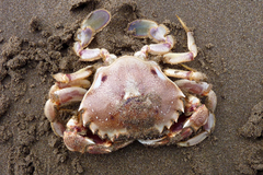 Ovalipes trimaculatus