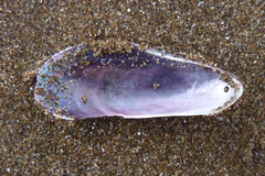 Brachidontes rodriguezii