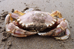 Ovalipes trimaculatus
