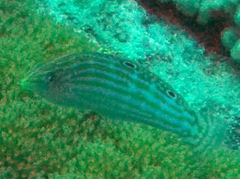 Halichoeres cosmetus