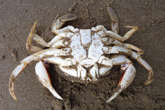 Ovalipes trimaculatus