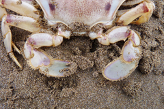 Ovalipes trimaculatus