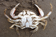 Ovalipes trimaculatus