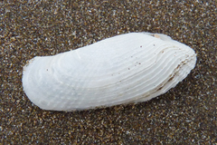 Barnea lamellosa