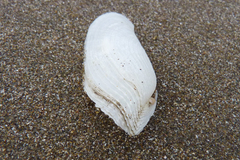 Barnea lamellosa