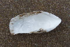 Barnea lamellosa