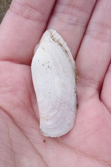 Barnea lamellosa