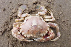 Ovalipes trimaculatus