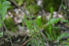 Equisetum fluviatile