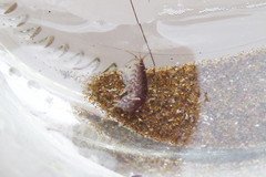 Hyalidae