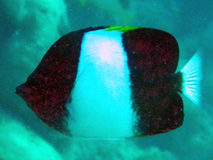 Hemitaurichthys zoster