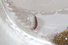 Hyalidae