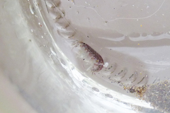 Hyalidae