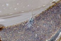 Hyalidae