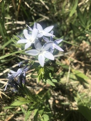 Amsonia ciliata texana