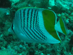 Chaetodon madagaskariensis