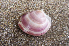Eucallista purpurata