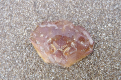 Brachyura
