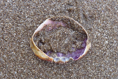 Brachyura