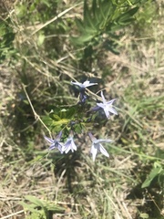 Amsonia ciliata texana