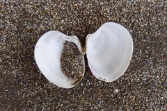 Eucallista purpurata