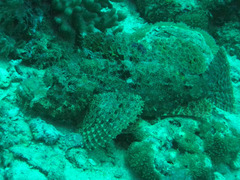 Scorpaenopsis oxycephalus