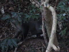 Cercopithecus mitis labiatus