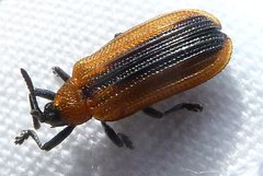 Odontota dorsalis