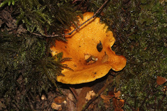 Armillaria luteobubalina