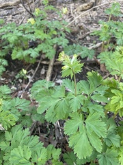 Corydalis nobilis