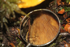 Armillaria luteobubalina