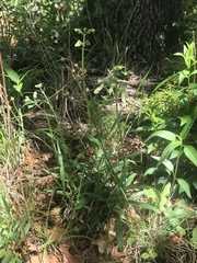 Penstemon oklahomensis