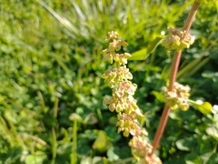 Rumex crispus